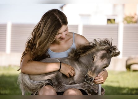 american miniature horse stallion foals 8 hh buckskin leisurehorses breedinghorses tainach ecea1a28 1930 46fe afc0 59eb50ece002